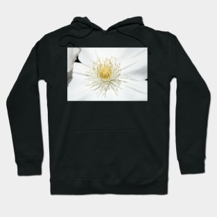 White clematis (Clematis), Germany Hoodie